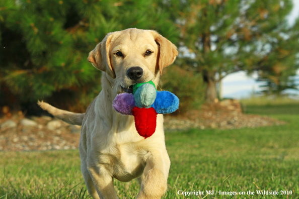 Yellow Labrador Retriever Puppy