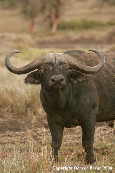 African Cape Buffalo