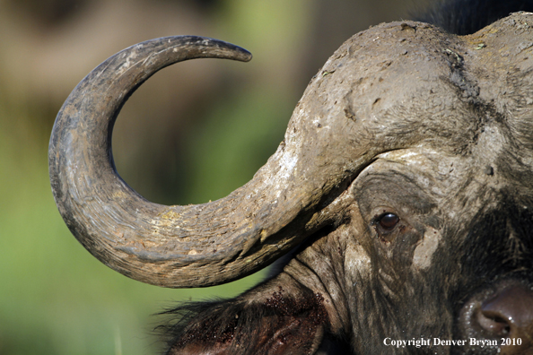 Cape buffalo bull.