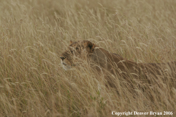 African lioness laying