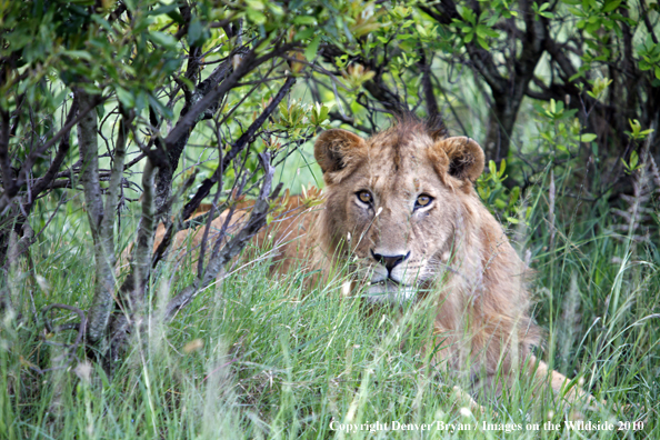African Lion (male)