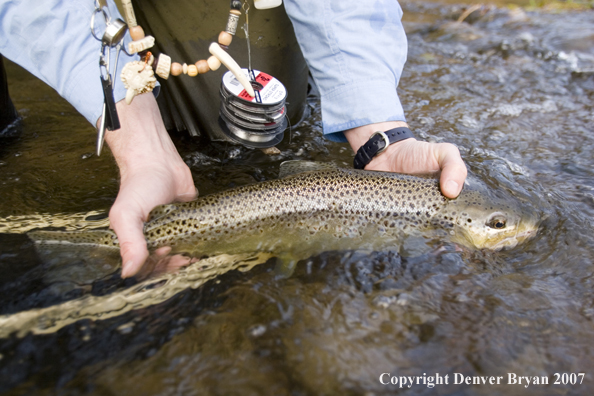 Close-up of nice brown trout.