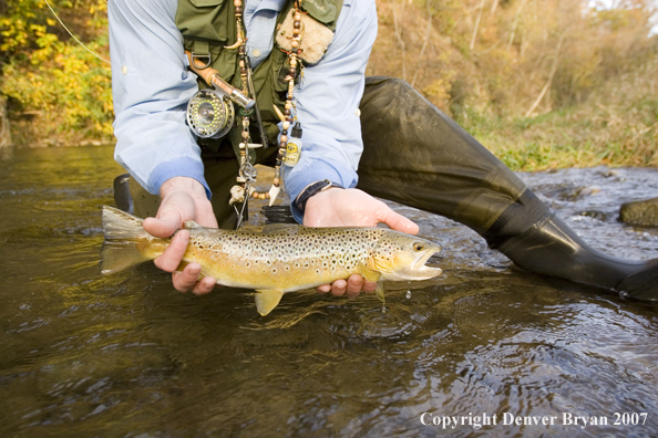 Close-up of nice brown trout.