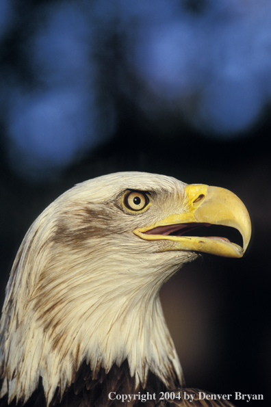 Bald eagle.