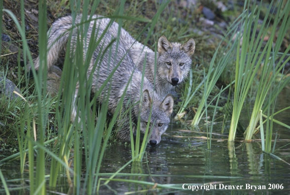 Grey wolf pups at river bank.