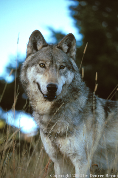 Gray wolf in habitat.
