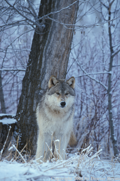 Gray wolf in winter habitat.