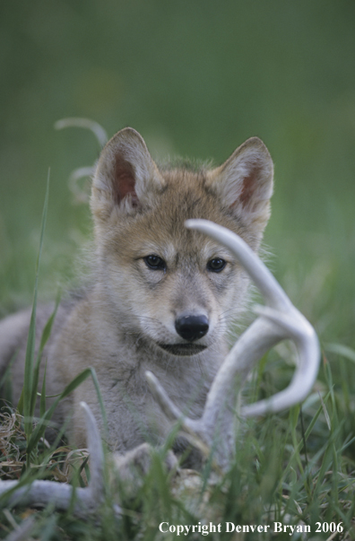 Gray wolf pup chewing on deer skull.