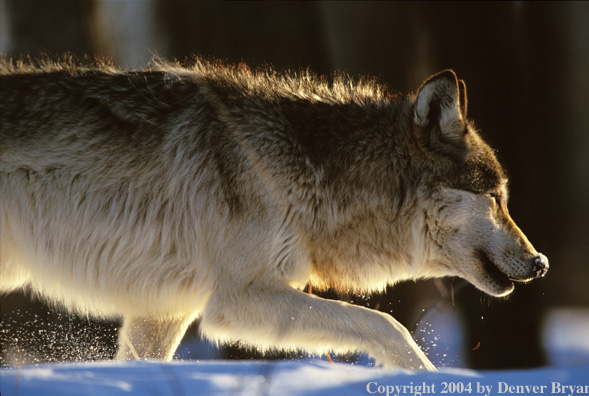 Gray wolf running.