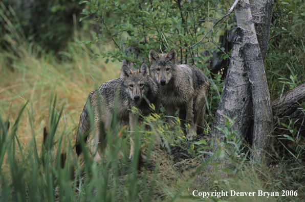 Gray wolf pups in habitat.