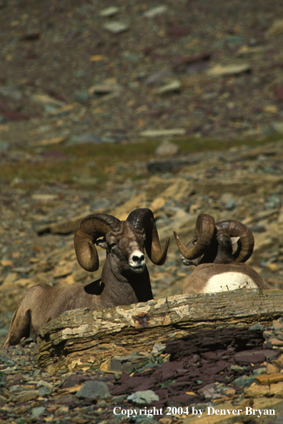 Rocky Mountain bighorn sheep in habitat.