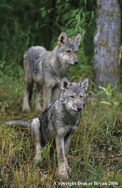 Gray wolf pups in habitat.