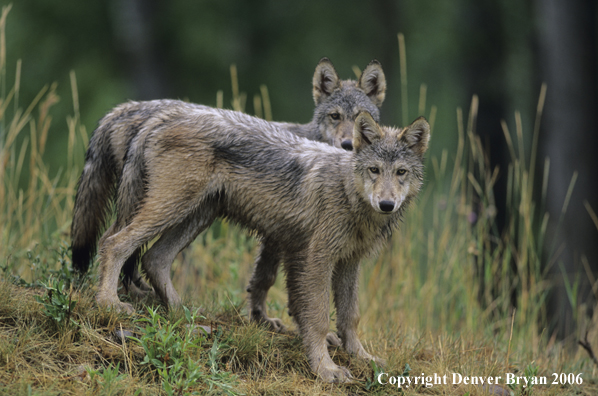 Gray wolf pups in habitat.