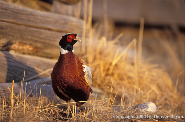 Ring-necked Pheasant by wood pile