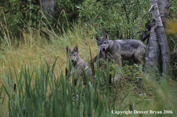 Gray wolf pups in habitat.