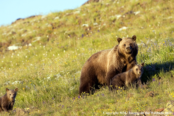 Grizzly Bear sow with cubs in habitat