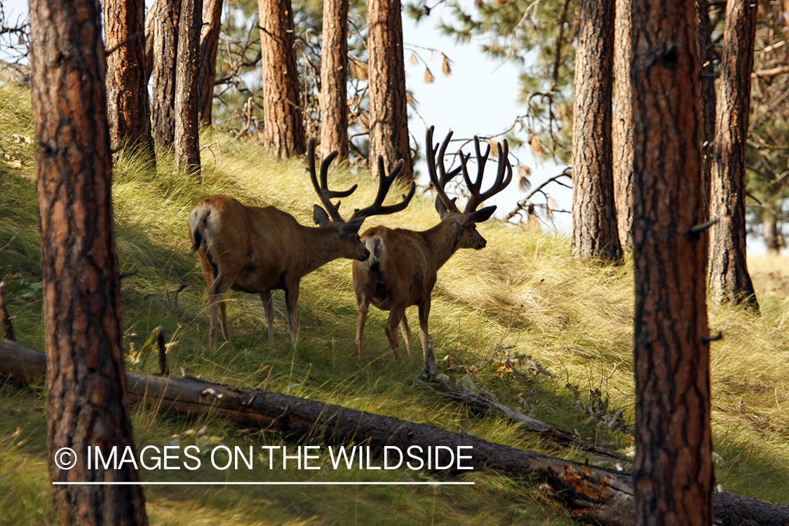 Mule Deer in Habitat