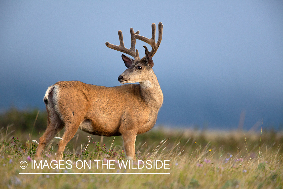 Mule deer buck in habitat.