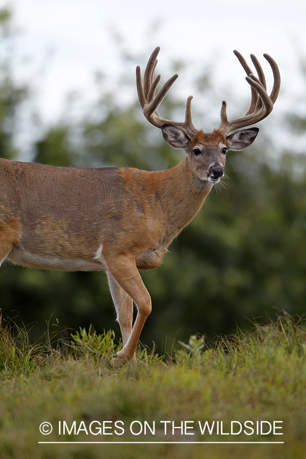 White-tailed buck in velvet.  