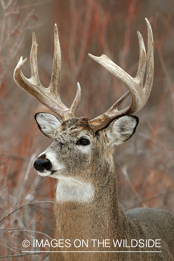 White-tailed buck in habitat.