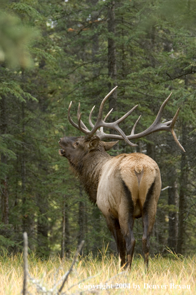 Rocky Mountain bull elk bugling.