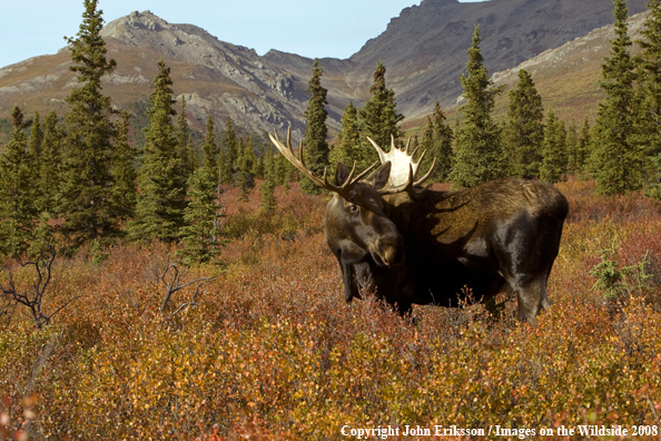 Alaskan Moose in Habitat