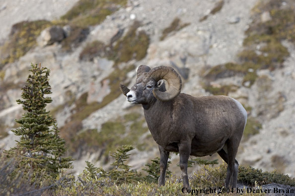 Rocky Mountain bighorn sheep (ram).