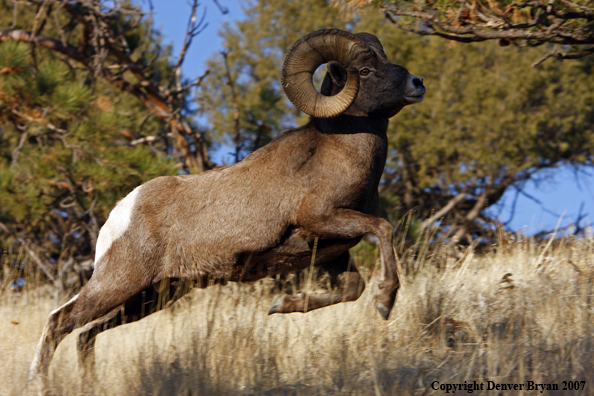 Rocky Mountain Big Horn Sheep running/leaping