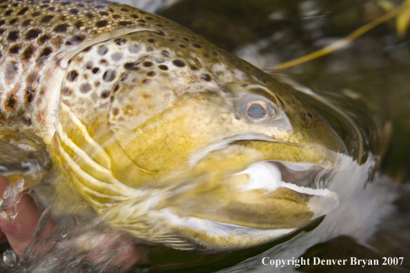 Close-up of nice brown trout.
