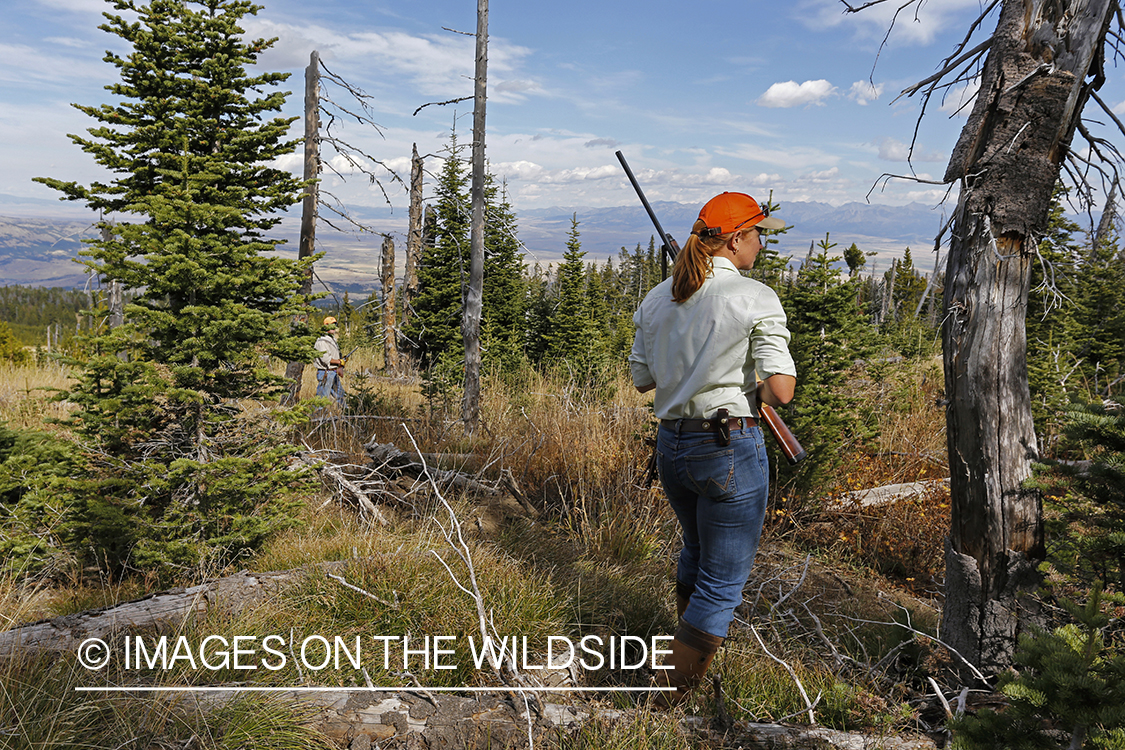 Upland game bird hunters in field hunting Dusky (mountain) grouse.