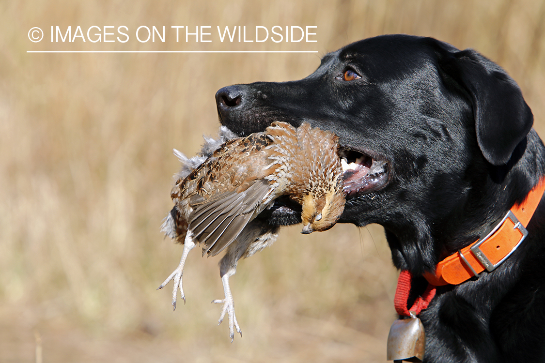 Black lab retrieving downed bobwhite quail.