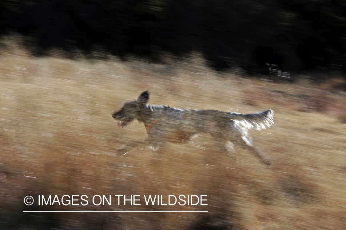 English Setter running in field.