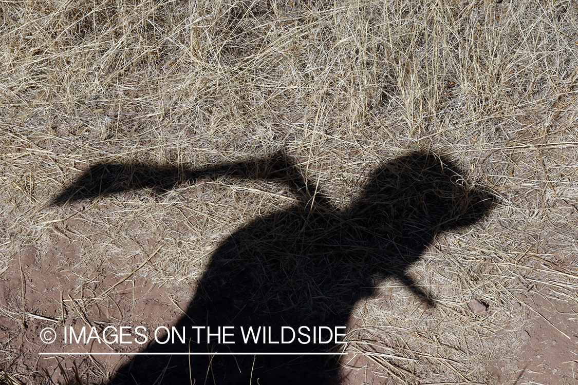 Hunter's shadow with shotgun.