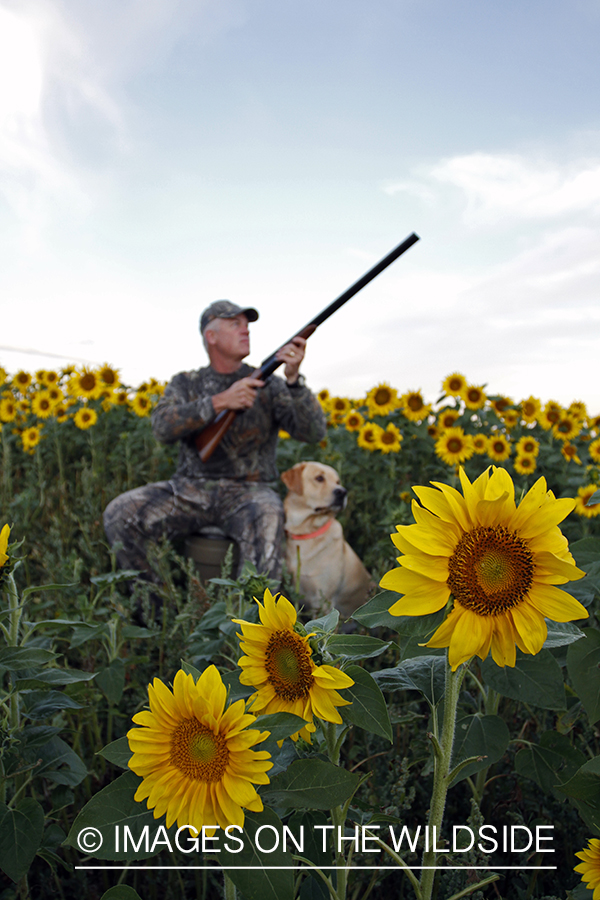 Dove hunter with yellow lab in sunflower field. 