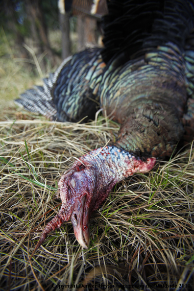 Bagged (Merriam's) Turkey