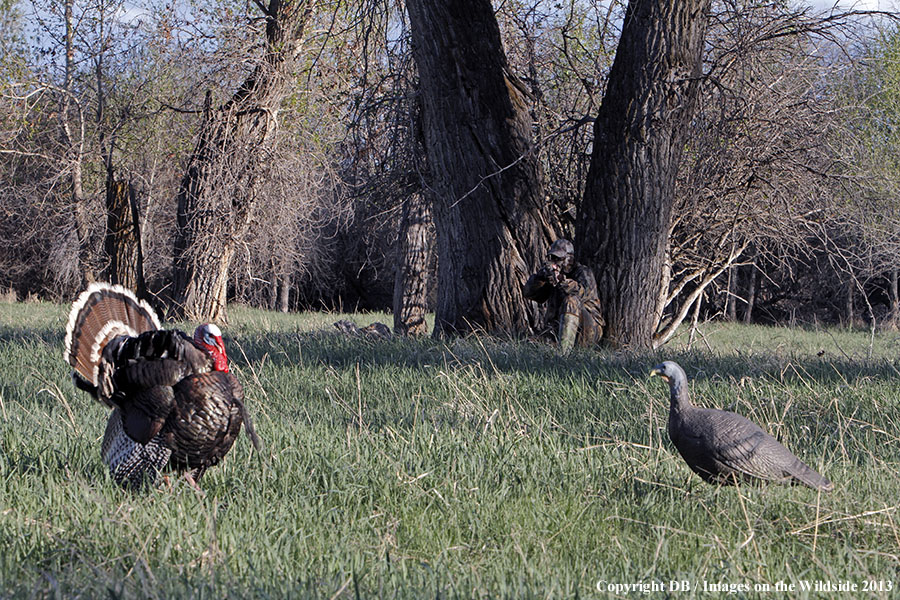 Turkey hunter shooting at gobbler with hen decoy.