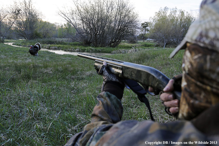 Turkey hunter shooting at gobbler.