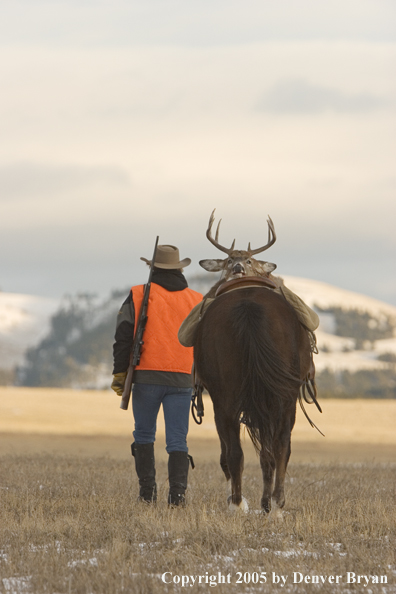Deer hunter packing out bagged white-tailed buck.