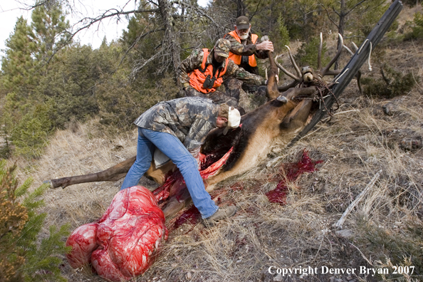 Elk hunters in field dressing an elk