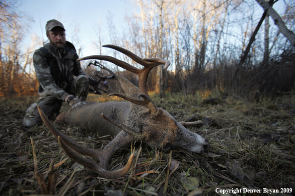 Bowhunter approaching whitetail buck.