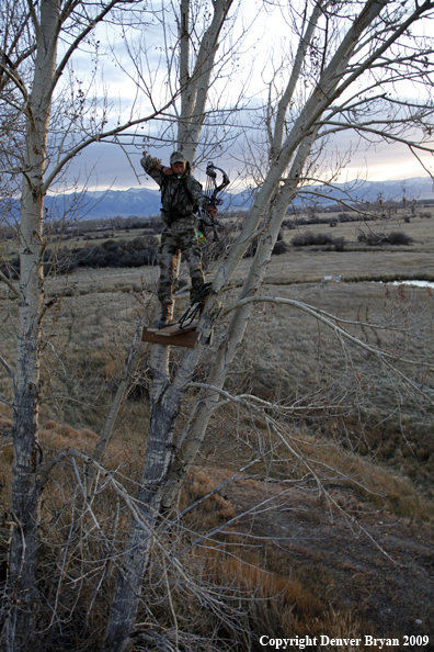Bowhunter aiming bow from tree stand.