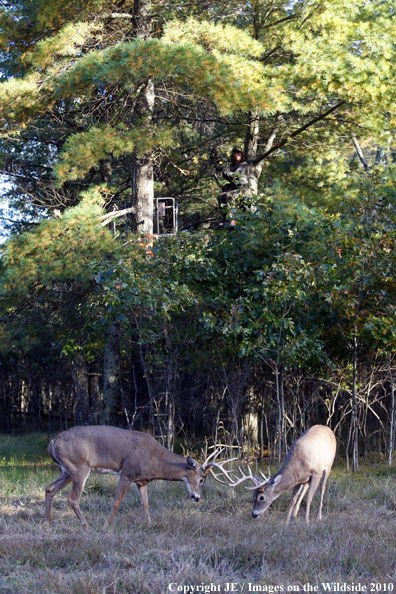 Bowhunter in treestand with white-tailed deer on ground. 