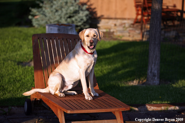 Yellow Labrador Retriever in chair