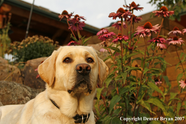 Yellow Labrador Retriever