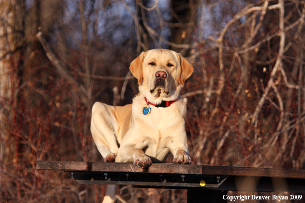 Yellow labrador retriever