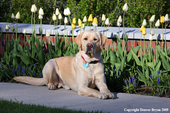 Yellow Labrador Retriever by flowers