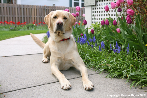 Yellow Labrador Retriever by flowers