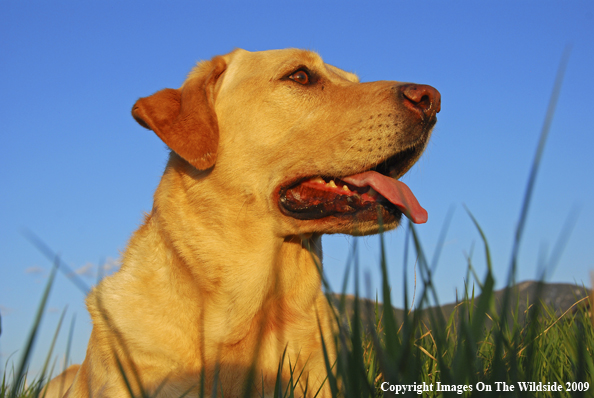 Yellow Labrador Retriever