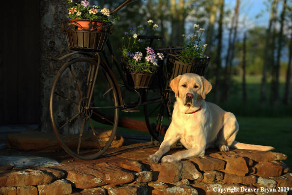 Yellow Labrador Retriever by old bike