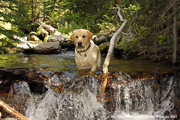 Yellow Labrador Retriever.
